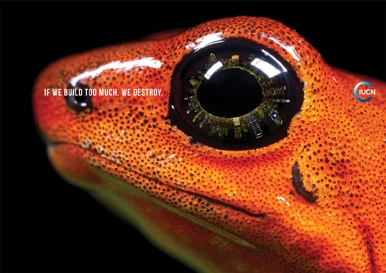 La rana visionaria de UICN