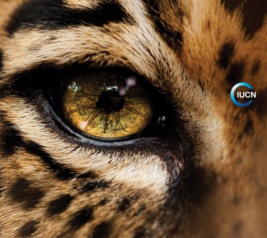 El jaguar visionario de UICN